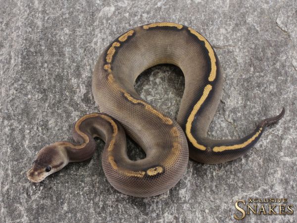 0.1 Black Pastel Wookie GHI pos Gravel het Clown 2021