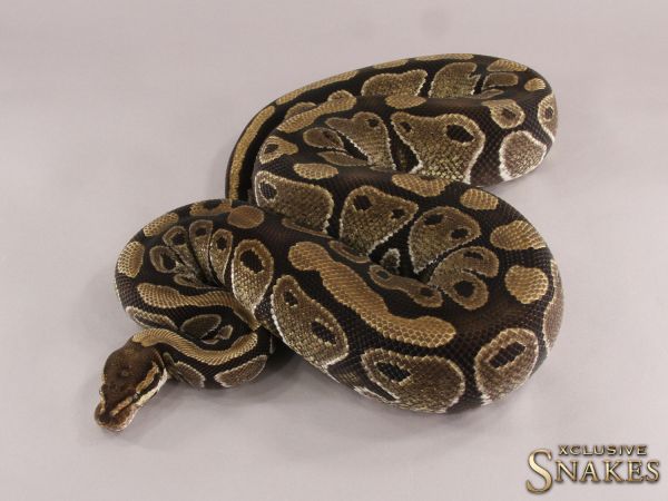 0.1 Mocha het Desert Ghost 2015 (3300g, Follicle 13mm @01/2023)