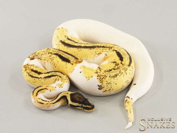 0.1 Pastel Orange Dream Yellowbelly Piebald 50% het Axanthic 2022 (530g @03/2024)