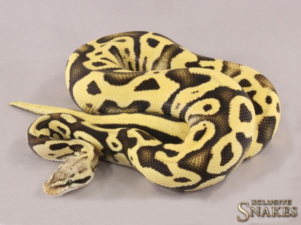 1.0 Pastel Leopard Desert Ghost het Cryptic 50% het Ultramel 2021