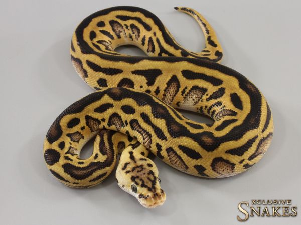 0.1 Pastel Red Stripe Leopard triple het Desert Ghost Clown Cryptic 2023