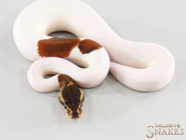 0.1 Copper Cinnamon Yellow Belly Piebald 2026