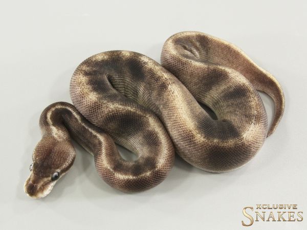0.1 Black Head Pastel GHI Mojave Copper het Clown 2025