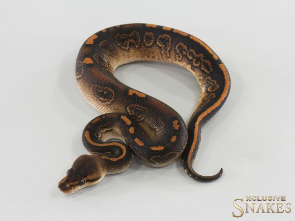 0.1 Nr Mandarin Black Pastel Wookie Gravel het Hypo 2026