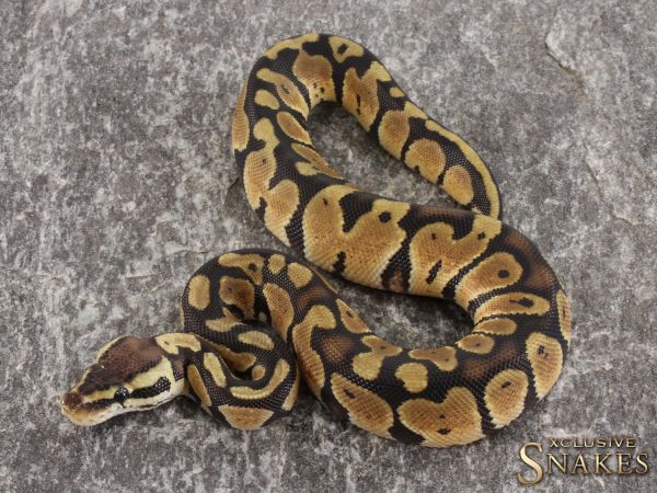 0.1 Pastel double het Ultramel Clown 2021