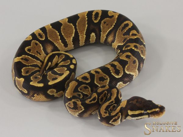 0.1 Gravel double het Desert Ghost Piebald 2024 (750g 11/2025)