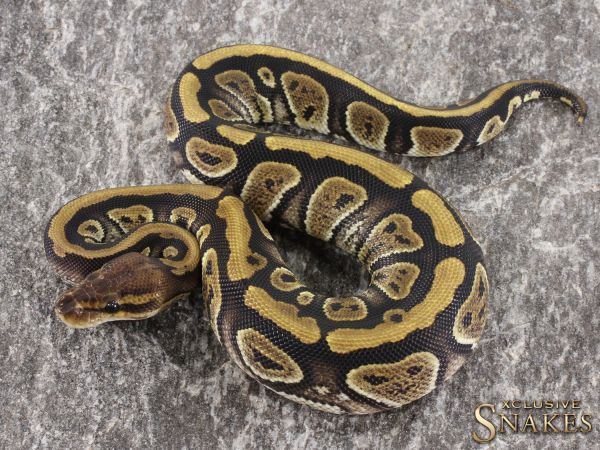 0.1 Vanilla Copper het Clown 2021