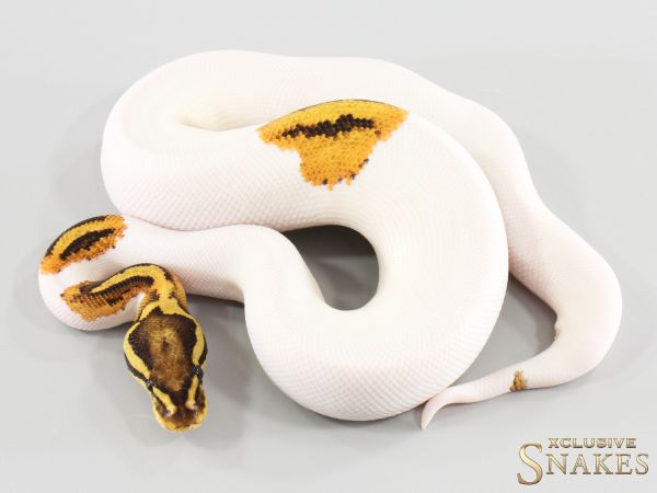 1.0 Vanilla Yellow Belly Piebald double het Desert Ghost Clown 2026