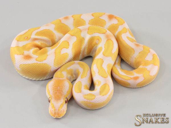 1.0 Enchi Lavender het Piebald 2023