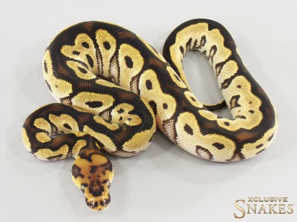 0.1 Orange Dream Clown double het Lavender Piebald 2026