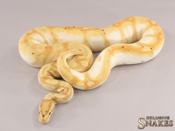 1.0 Enchi Banana Calico het Desert Ghost 2019