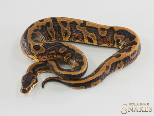 0.1 Red Stripe Gravel Leopard double het Desert Ghost Clown 2026