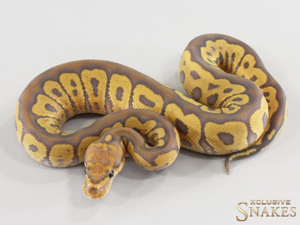 1.0 Sable Hypo Clown het Desert Ghost 2026