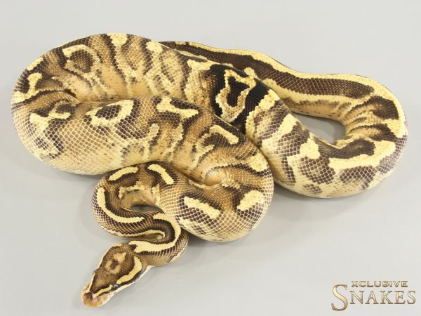 1.0 Enchi Leopard Super Gravel het Clown 2023