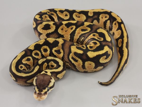 0.1 Pastel Gravel double het Ultramel Clown 2023