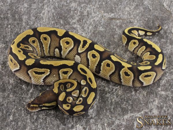 0.1 Mojave NR Mandarin 2021