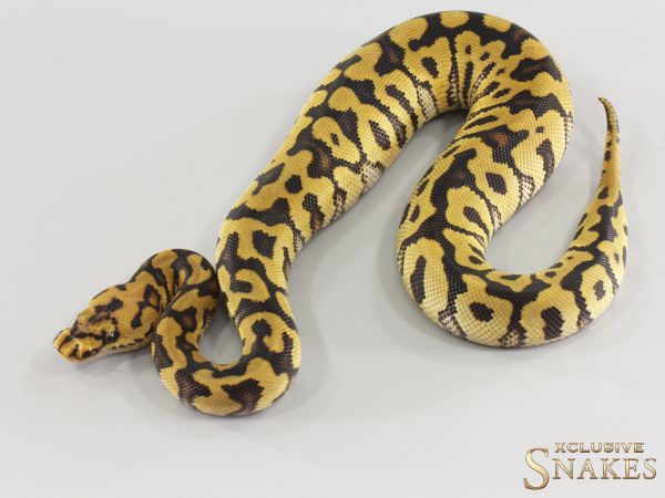0.1 Spotnose Clown 2026