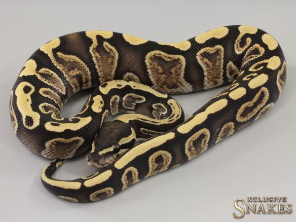 1.0 GHI Desert Ghost het Piebald 2023