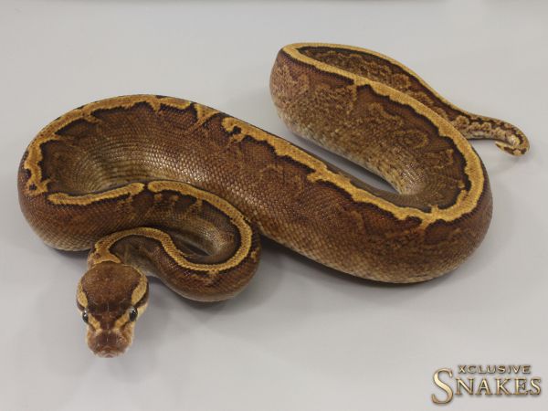 1.0 GHI Pinstripe Copper het Piebald 2023