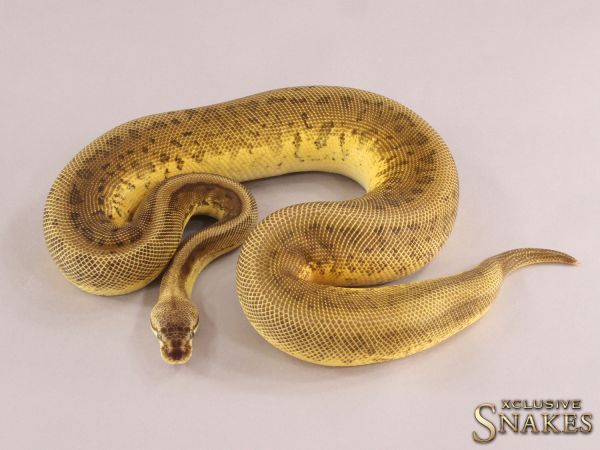 0.1 Pastel Leopard Pinstripe 66% het Candy 2021 (1640g @12/2023)