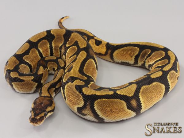 0.1 Orange Dream Red Stripe double het Hypo Piebald 2023