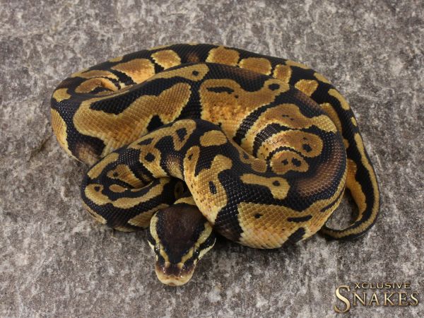 1.0 Pastel triple het Tristripe Desert Ghost Piebald 2022