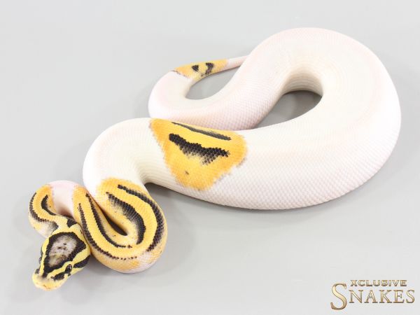 1.0 Pastel Desert Ghost Piebald het Clown 2025
