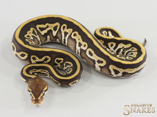 1.0 Leopard Mojave het Piebald het Clown 50% het Ultramel 2026