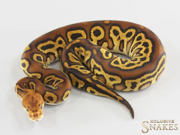 0.1 Cypress Leopard Clown het Ultramel (A) 2026
