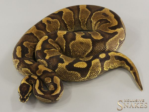 0.1 Copper Enchi Yellow Belly het Piebald 2022 (1440g @03/2024)