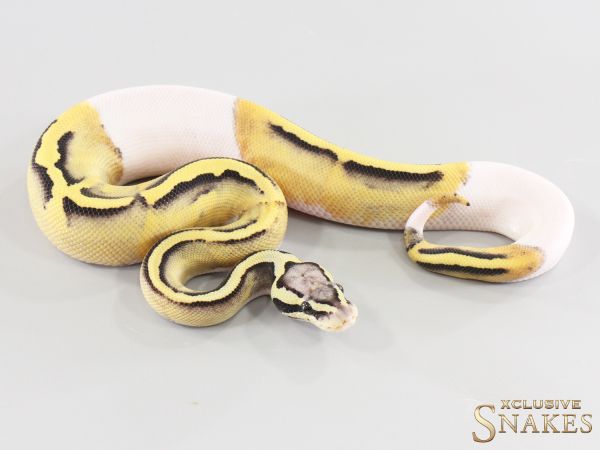 1.0 Pastel GHI Desert Ghost Piebald 2026