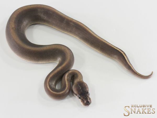 0.1 Copper Cinnamon GHI het Piebald 2026