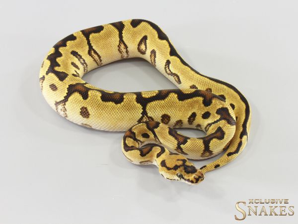 1.0 Enchi Spotnose Clown het TSK Axanthic 2026