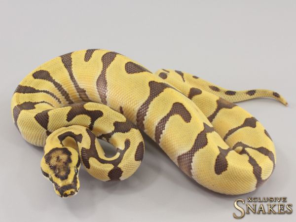 1.0 Super Enchi Desert Ghost het Clown 2023