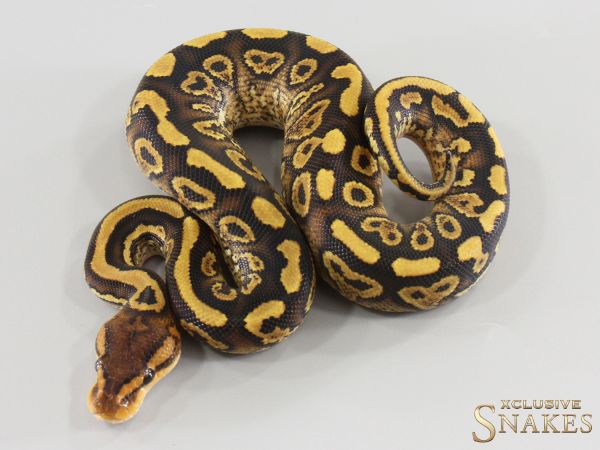 1.0 Wookie Gravel Special double het Hypo Clown 2026