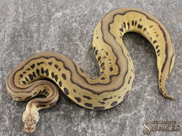 0.1 Pastel Leopard Clown het Desert Ghost 2021