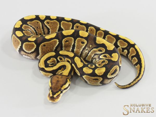 0.1 Special Lace triple het Hypo Clown Piebald 2026
