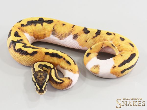 1.0 Desert Ghost Piebald 2026