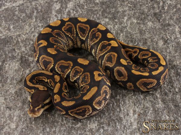 1.0 Black Pastel het Clown 2022