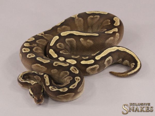 0.1 GHI Mojave het Ultramel 2021 (1700g @03/2024)