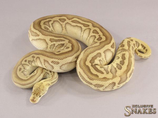 0.1 Pastel Lesser Leopard Crypton 2018