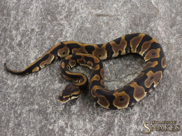 0.1 Leopard het Ultramel 50% het Clown 2022