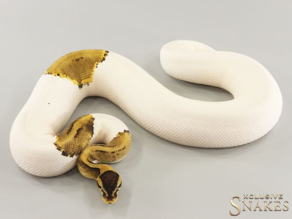 0.1 Pastel Piebald het Desert Ghost 2022 (1260g @03/2024)