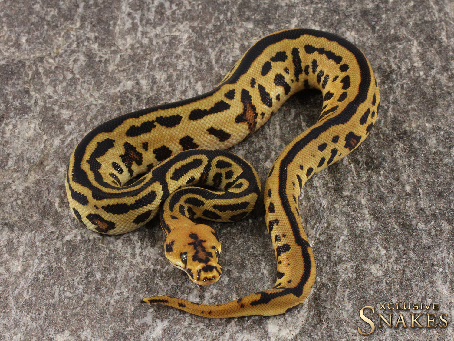  Leopard Spotnose Yellow Belly Clown 2022 | XCLUSIVE SNAKES