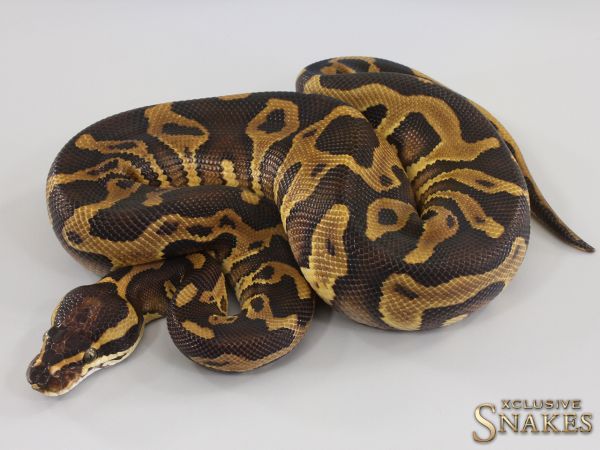 1.0 Enchi Leopard Trick double het Desert Ghost Clown 2023