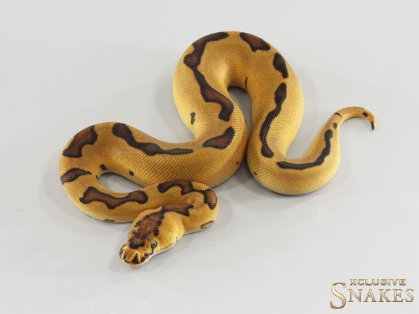 0.1 Enchi Gravel (Red Stripe) Clown 2026