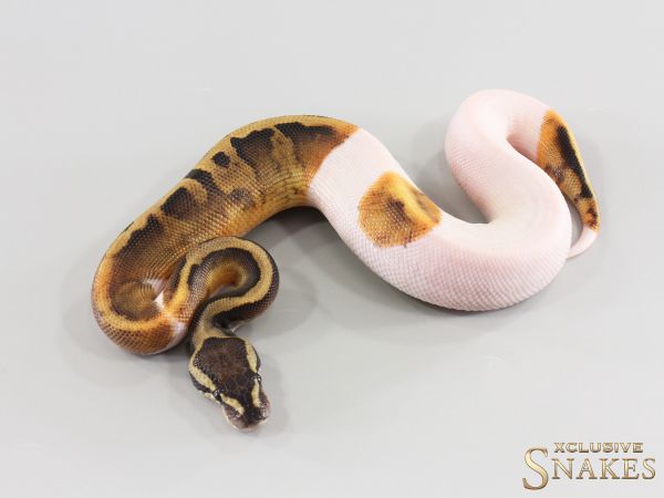 1.0 GHI Piebald het Desert Ghost 2026