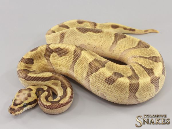 1.0 Super Vanilla Enchi double het Desert Ghost Piebald 2023