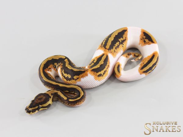 1.0 Yellow Belly Piebald double het Lavender Clown 2026