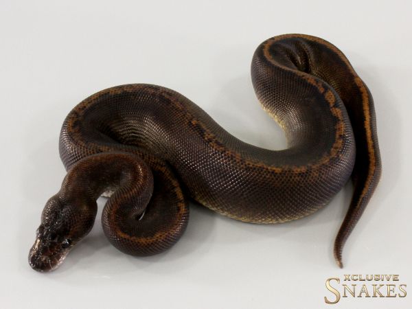 1.0 Super Copper Yellow Belly het Piebald 2025